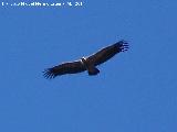 Pájaro Buitre leonado - Gyps fulvus. San Ginés - Andújar